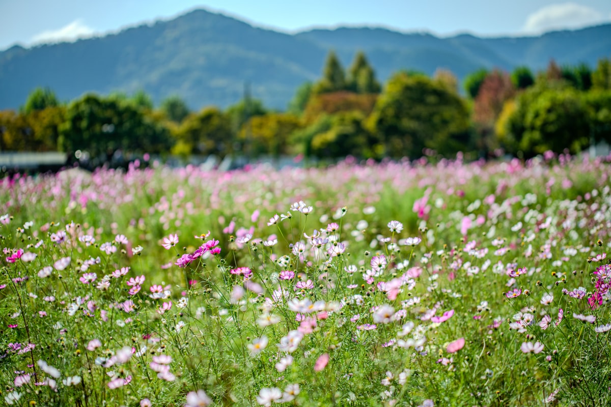 平野台 草原 花 朝ピクニック