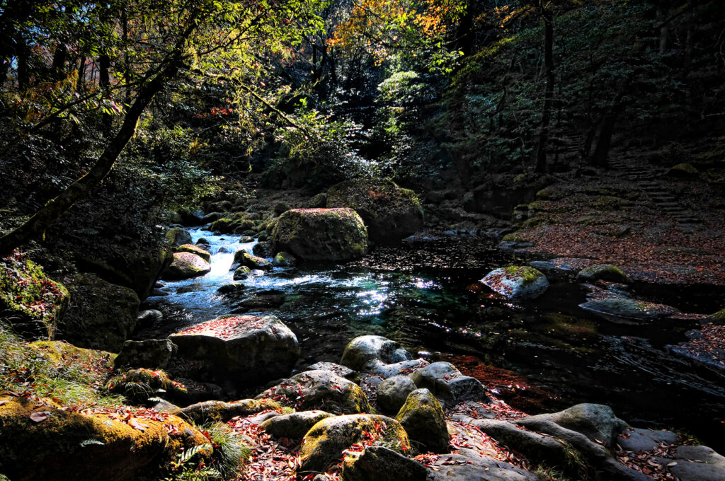 11月の菊池渓谷。苔むした岩と清流に紅葉が散る