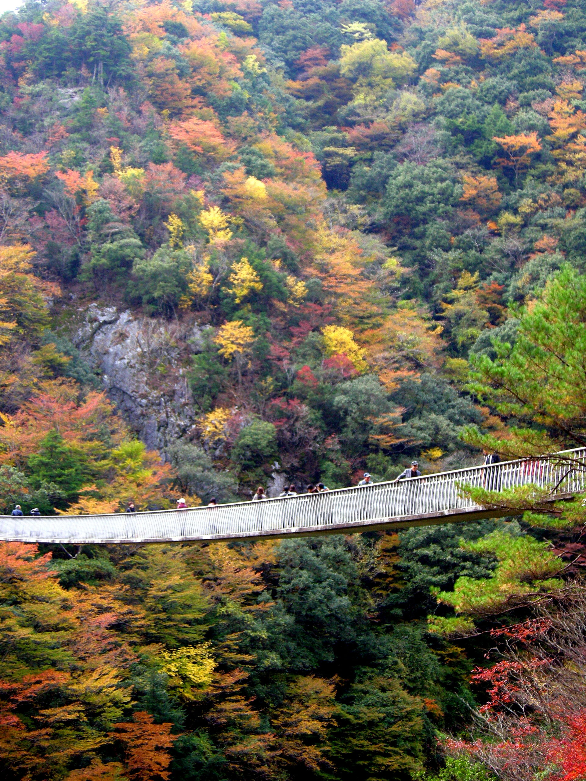11月の五家荘。紅葉の谷にかかる梅の木轟公園吊橋